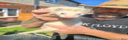 Ferret rodents for sale: Jill and Hob 10 week old - Advert 1