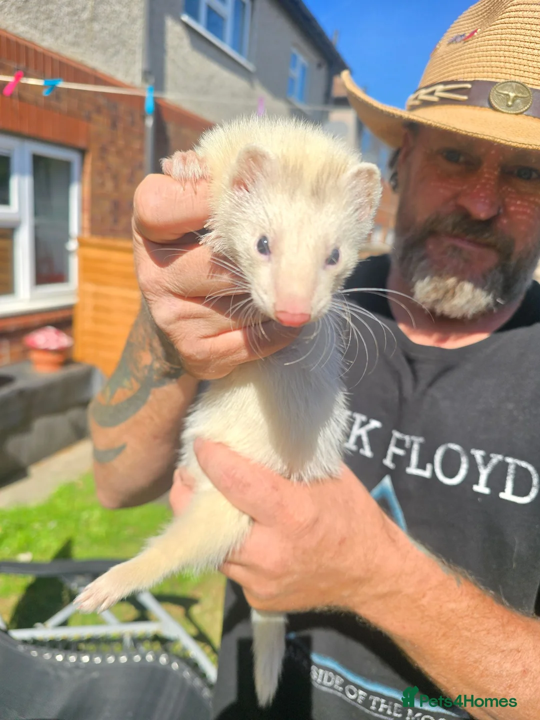 Ferret rodents for sale: Jill and Hob 10 week old - Advert 1