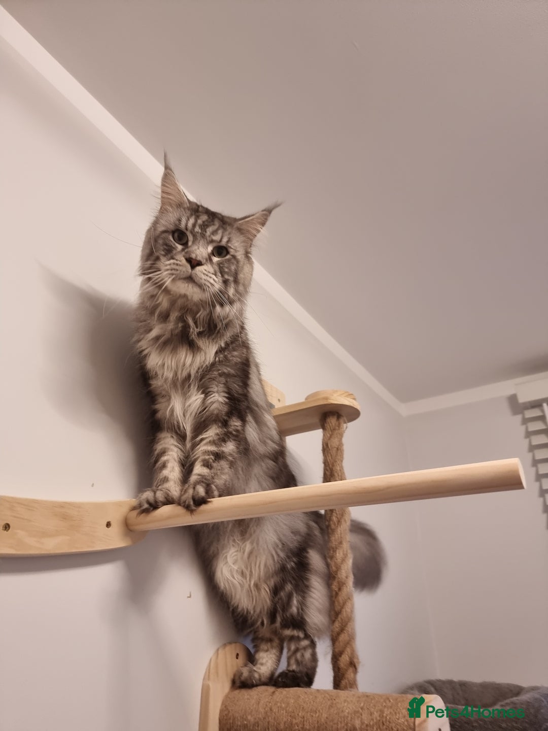 Maine Coon cats for sale: TICA - Maine Coon – 5 Boys Looking for Loving Home - Image 21