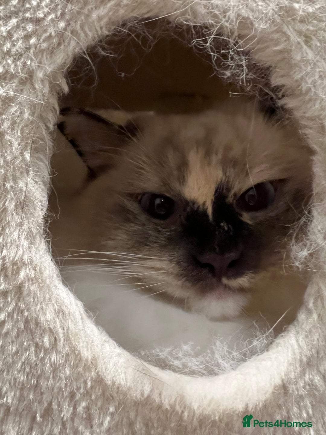 Ragdoll cats for sale: Gorgeous Blue Point Ragdoll girl - Advert 4