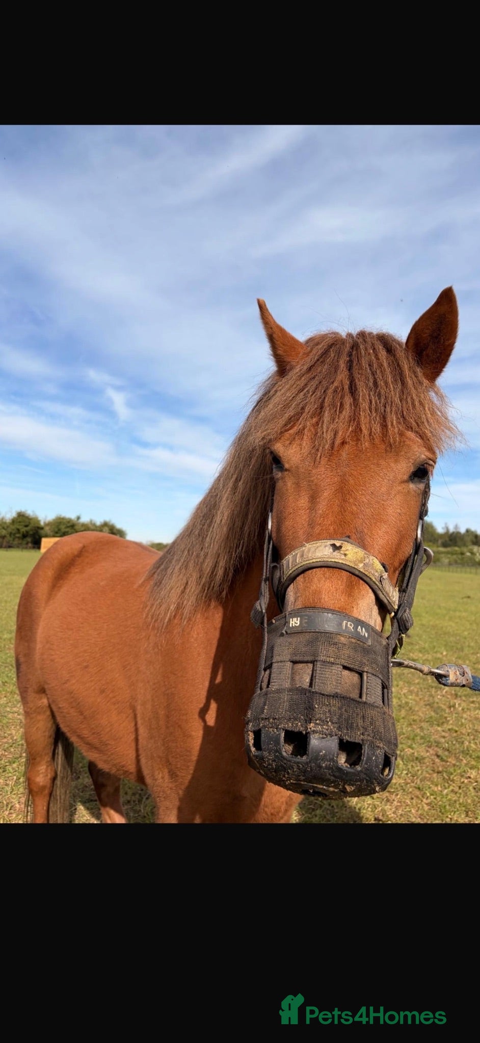 Dartmoor horses Dartmoor pony  - Advert 1