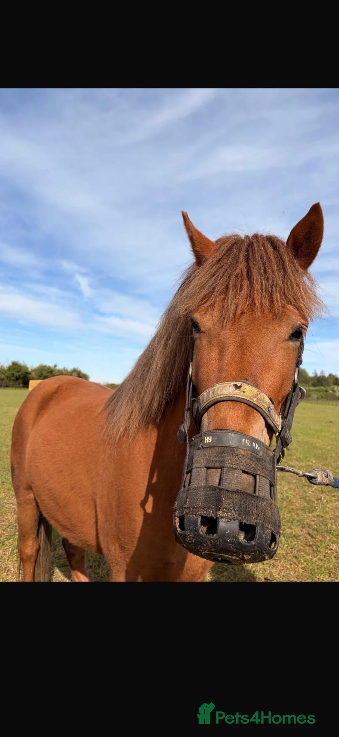 Dartmoor horses for sale: Dartmoor pony  in Lechlade - Advert 1