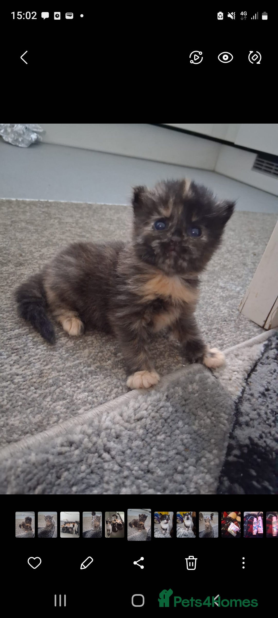 Mixed Breed cats for sale: 🐾 3 Adorable Kittens 2 female 1 male - Image 8