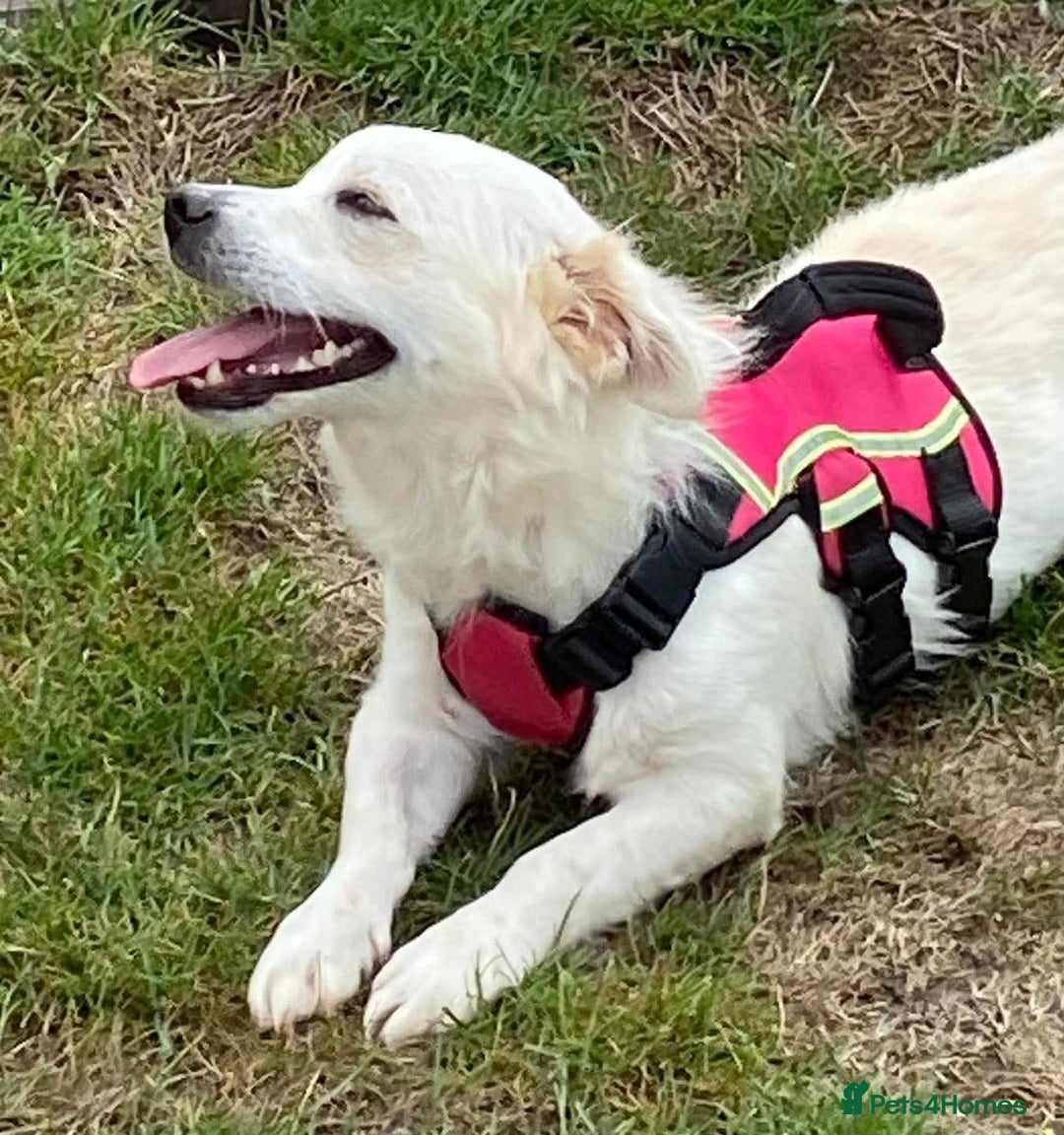 Mixed Breed dogs for adoption: Meet Eric – the sweetest little poppet - Image 4