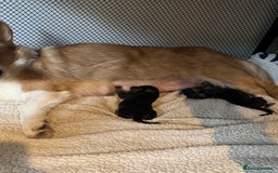Mixed Breed dogs for sale: Beautiful F1 Dorgi Puppies! - Image 6