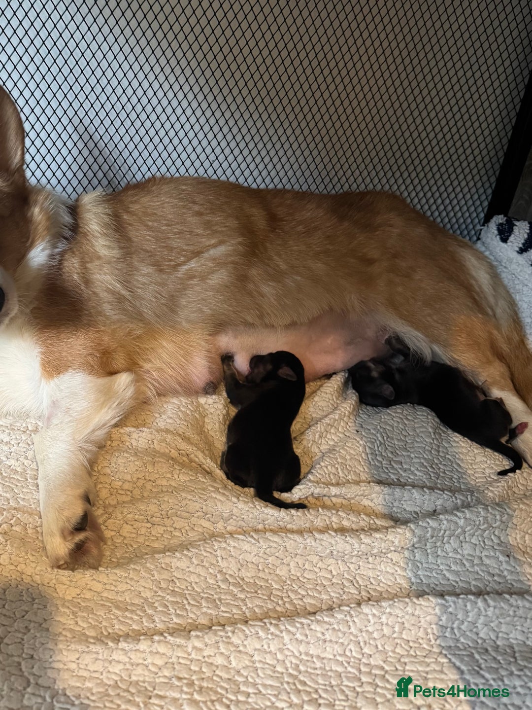 Mixed Breed dogs for sale: Beautiful F1 Dorgi Puppies! - Image 6