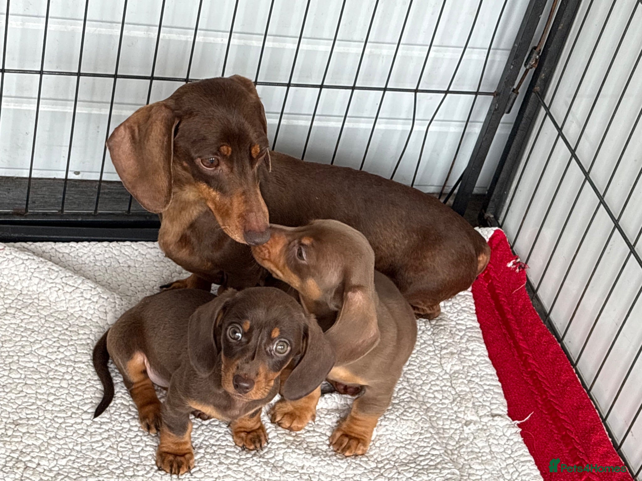 Miniature Dachshund dogs Miniature Dachshund puppies - Advert 1