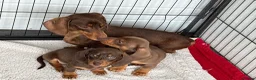 Miniature Dachshund dogs for sale: Miniature Dachshund puppies - Advert 1