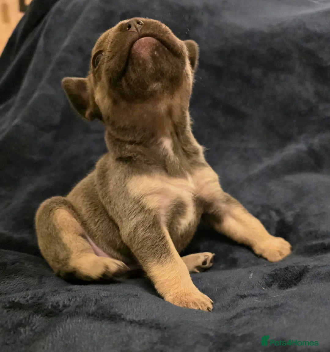 French Bulldog dogs for sale: Chunky Frenchie Puppies  - Advert 17