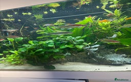 Other/Mixed Breed fish for sale: Tropical fish - Image 2