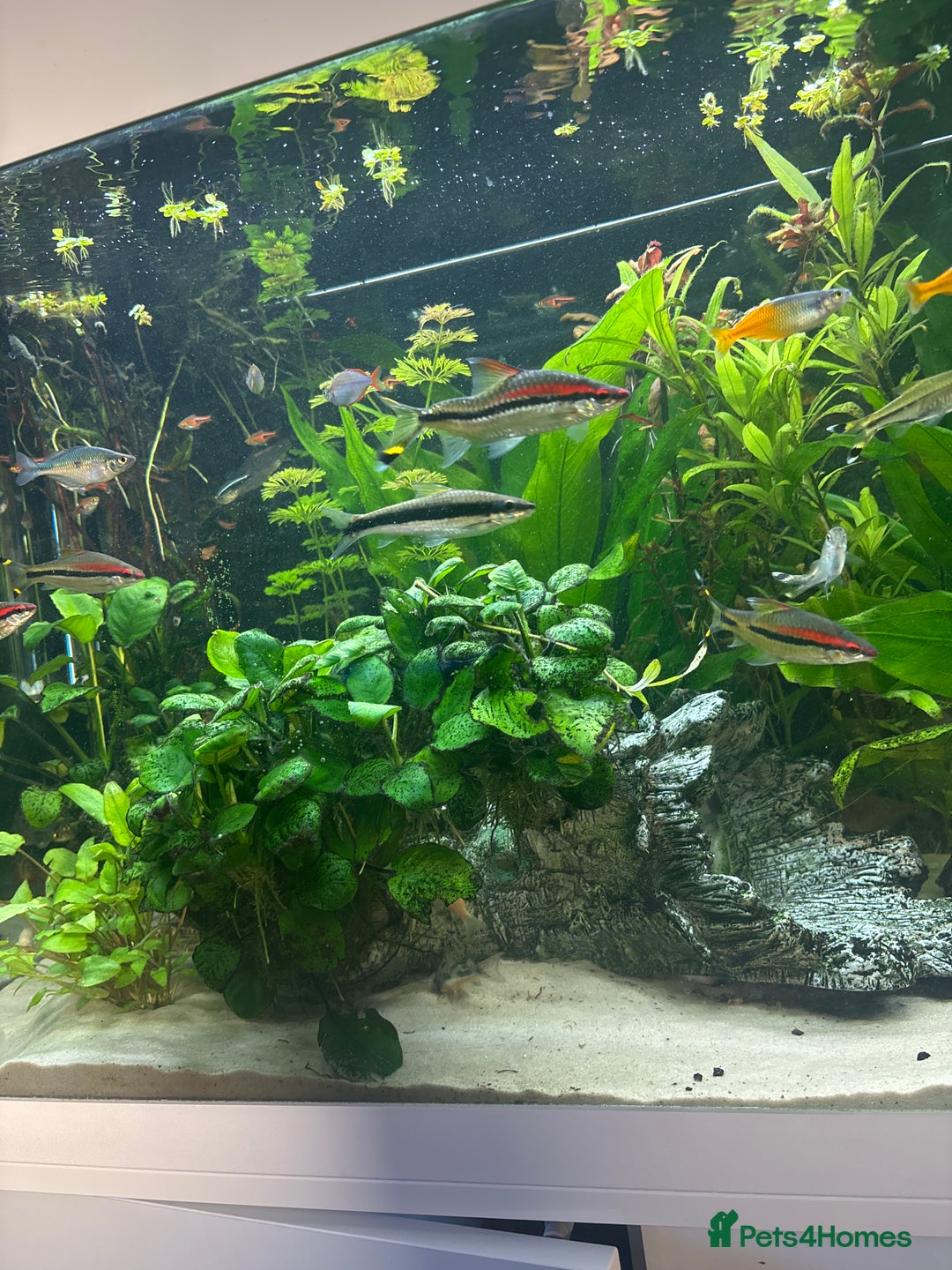 Other/Mixed Breed fish for sale: Tropical fish - Image 2