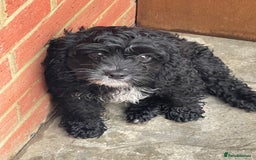 Cavapoo dogs for sale: Adorable Healthy Cavapoo Puppies  - Image 4