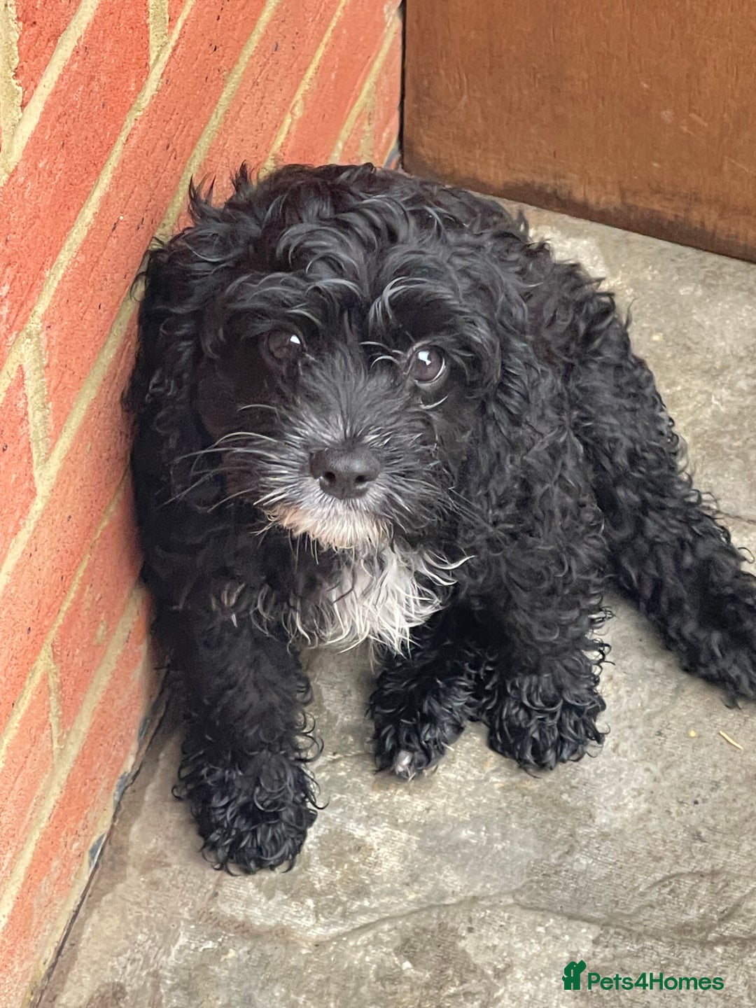Cavapoo dogs for sale: Adorable Healthy Cavapoo Puppies  - Image 4
