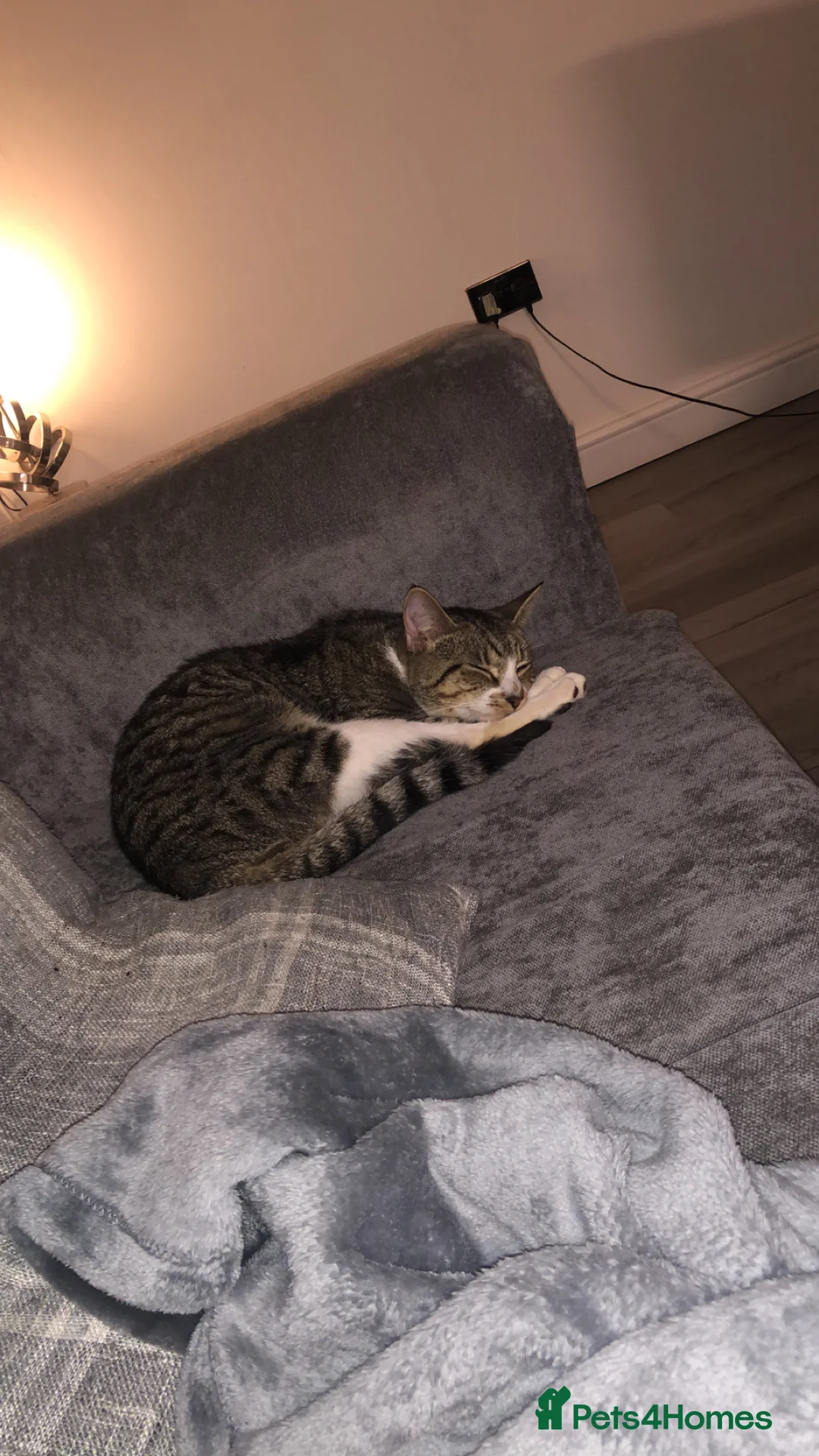 Mixed Breed cats for sale: Beautiful kitten  - Advert 4