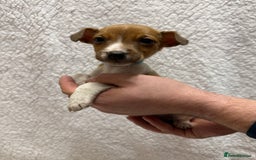 Jack Russell dogs for sale: 4 jack Russell puppies  - Advert 11