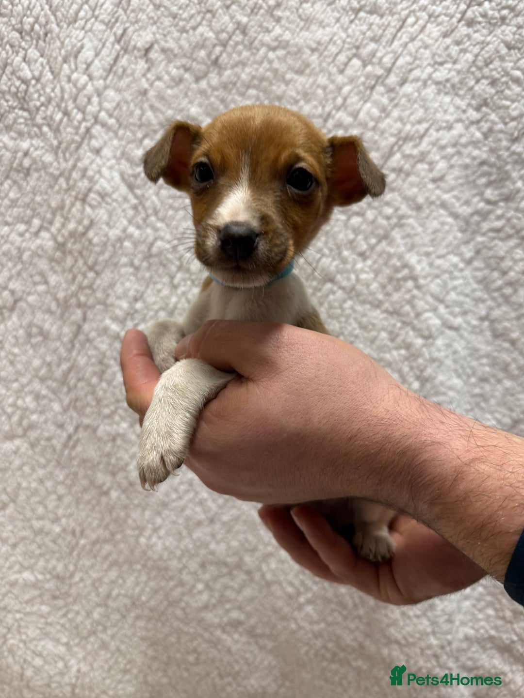 Jack Russell dogs for sale: 4 jack Russell puppies  - Advert 11