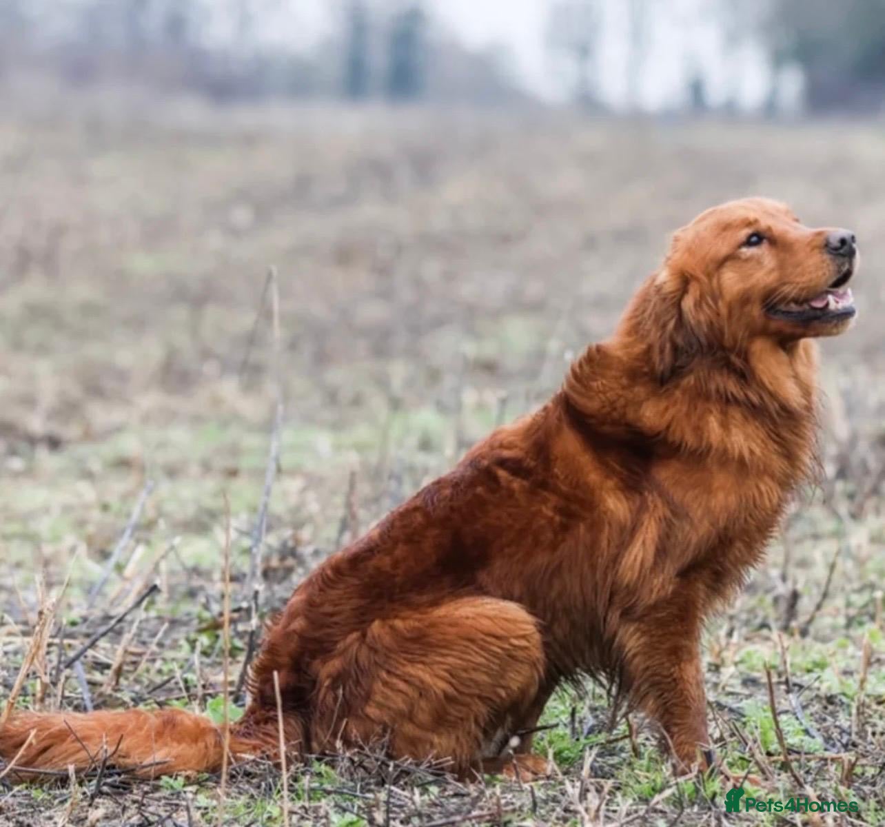 Golden Retriever dogs 0/0 H&E Exceptional Working GR Male – Diesel -  - Advert 1