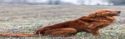 Golden Retriever dogs for sale: 0/0 H&E Exceptional Working GR Male – Diesel -  - Advert 1