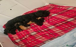 Cavapoo dogs for sale: Gorgeous F1b Toy Cavapoo Babies   - Image 2