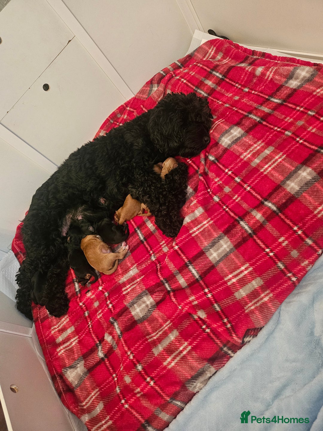 Cavapoo dogs for sale: Gorgeous F1b Toy Cavapoo Babies   - Image 2