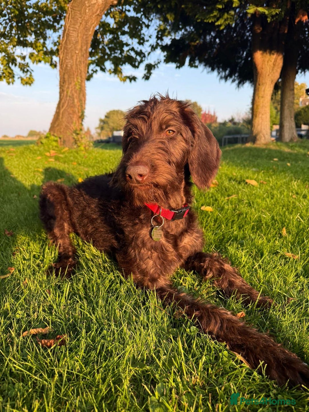 Mixed Breed dogs for sale: Doodle pointerpoodle boy in Cumnock - Image 4