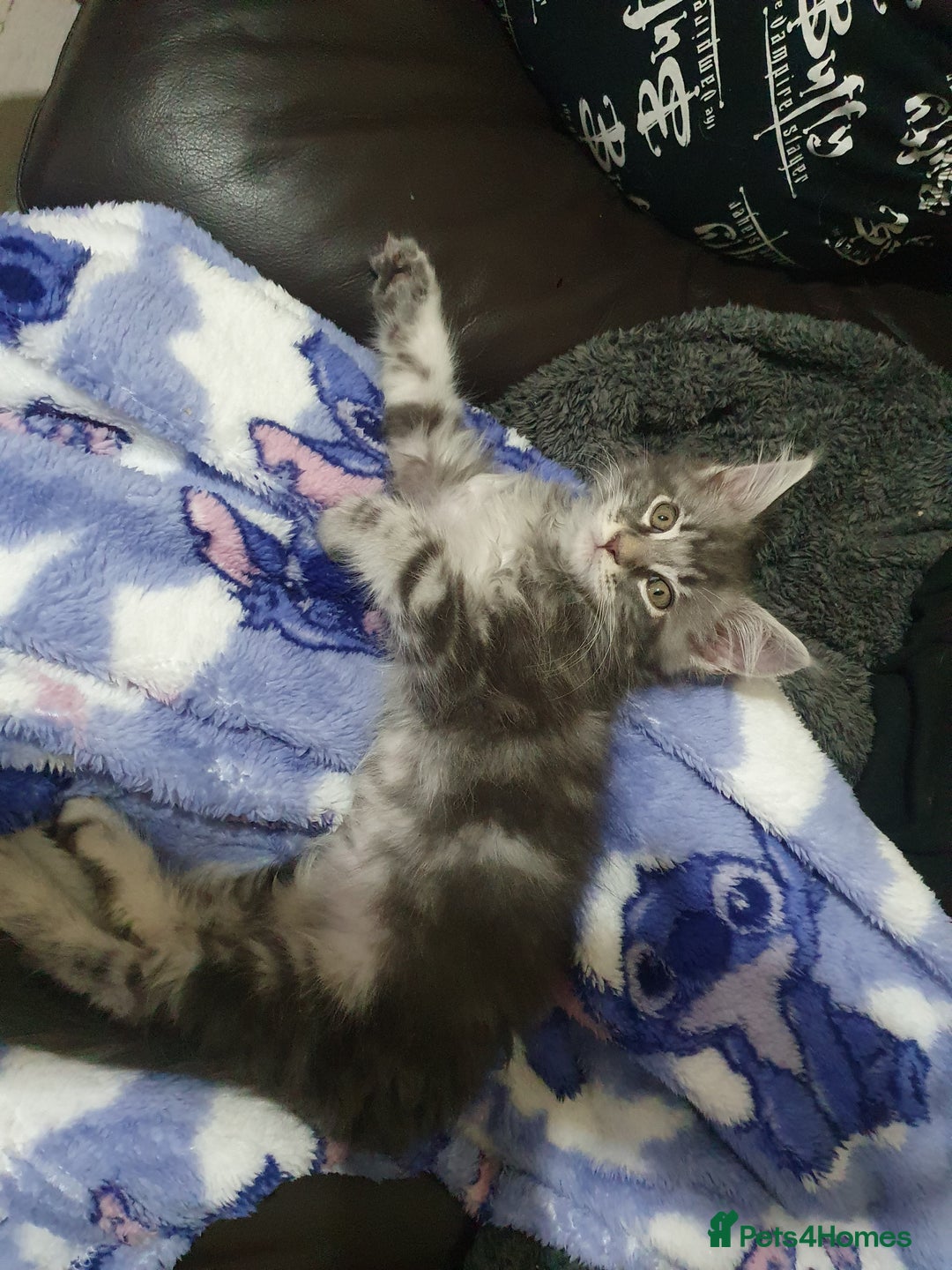 Maine Coon cats for sale: Maine Coon Kittens - Advert 4