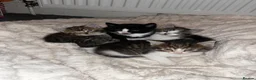Mixed Breed cats for sale: 4 beautiful fluffy kittens, available now! - Advert 10
