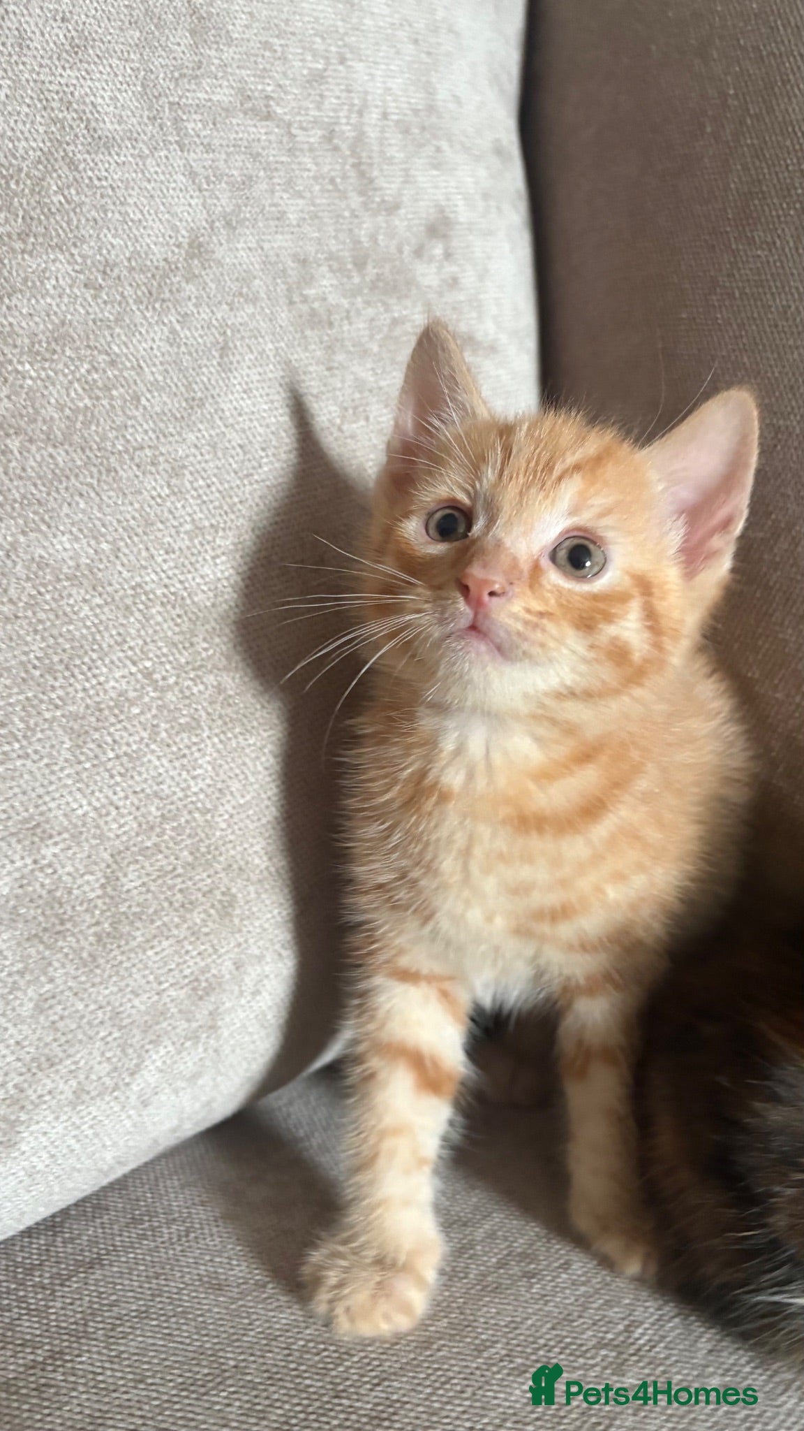 Mixed Breed cats 3 remaining , x2 males 1 female  - Advert 1