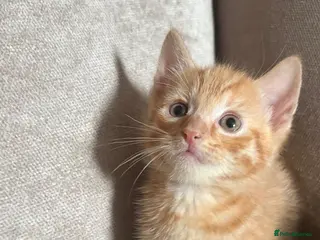 Mixed Breed cats 3 remaining , x2 males 1 female - Advert 1