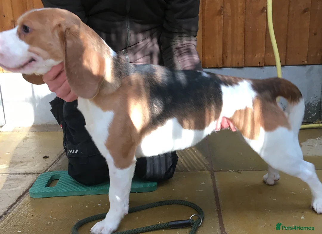 Beagle dogs for stud: DNA tested Beagle stud in Ashbourne - Advert 3