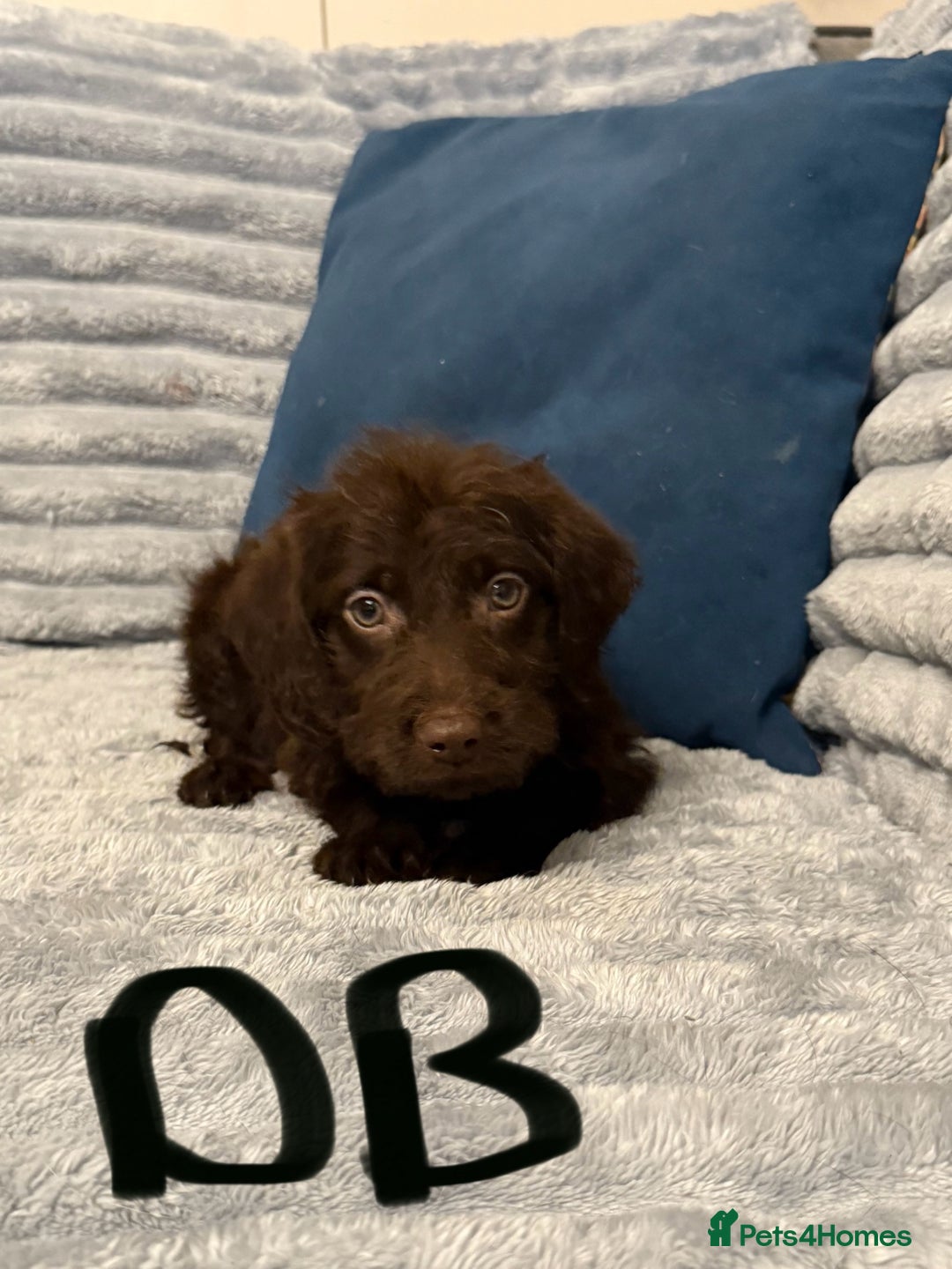 Labradoodle dogs for sale: F1 labradoodle pups  - Advert 3