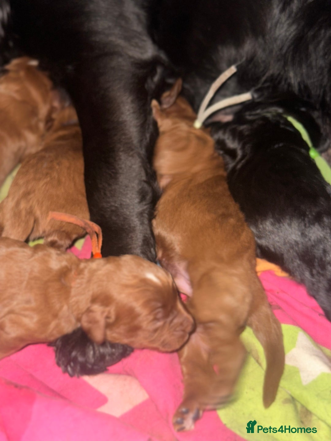 Cockapoo dogs for sale: Kc dna health clear parents champion bloodline  - Advert 8