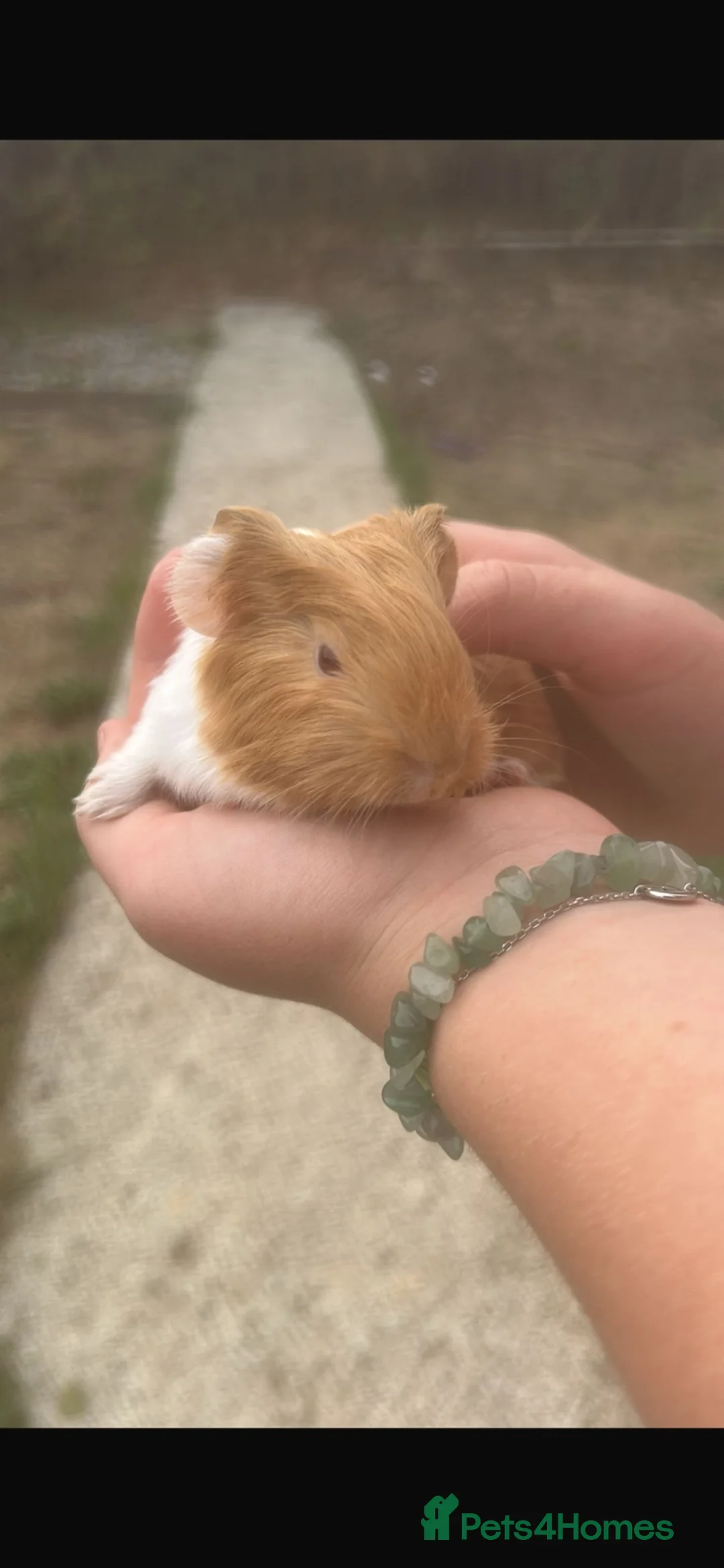 Guinea Pig rodents for sale: Two beautiful baby Guinea Pigs  in Buckfastleigh - Advert 2