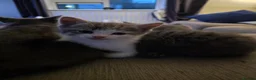 Mixed Breed cats for sale: 5 kittens available for sale - Advert 4