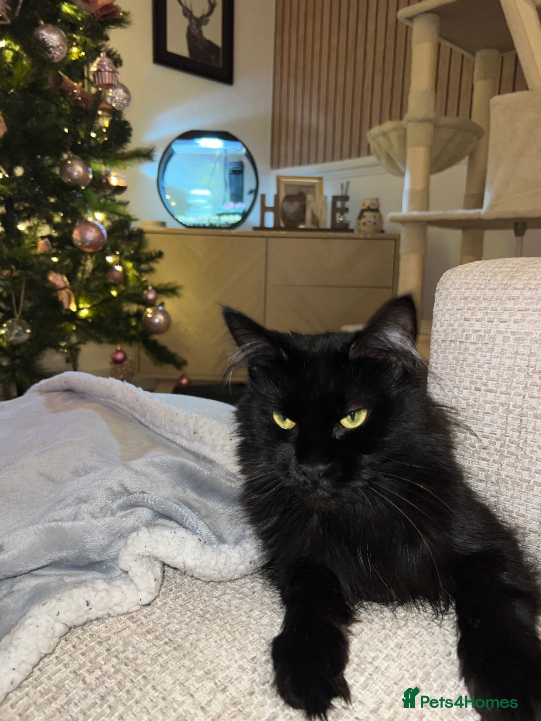 Maine Coon cats for sale: Willow - Advert 1