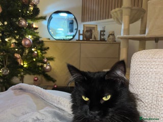 Maine Coon cats Willow - Advert 1