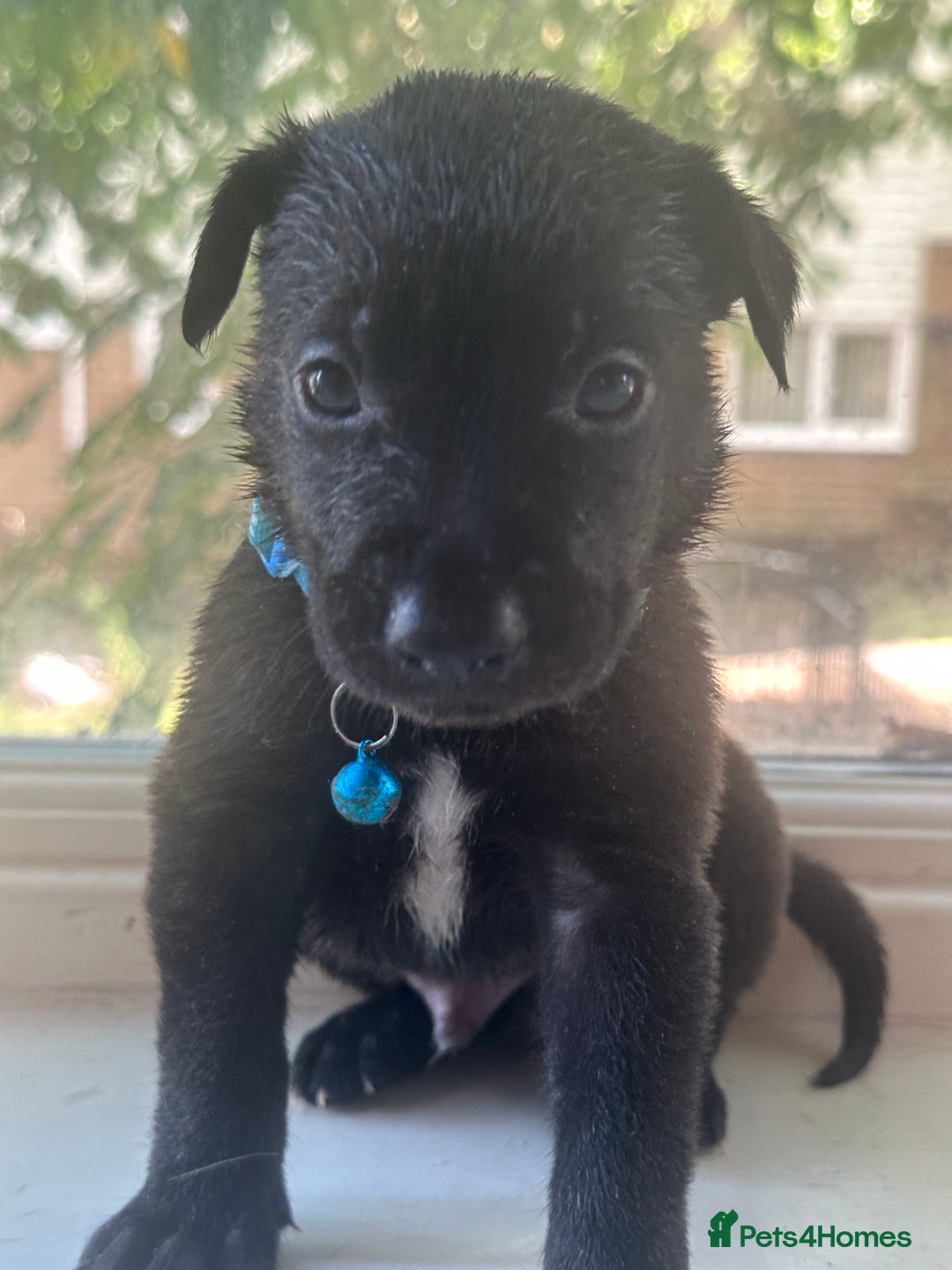 Mixed Breed dogs for sale: Staffy x Belgian Malinos  - Image 5