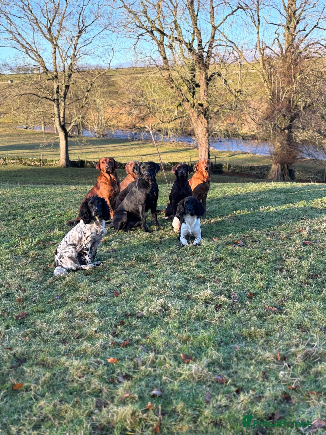 Labrador Retriever dogs for stud: Black labrador stud- FULLY HEALTH TESTED in Leyburn - Advert 14