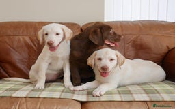 Labrador Retriever dogs for sale: Stunning KC Health Tested Labrador - Image 4