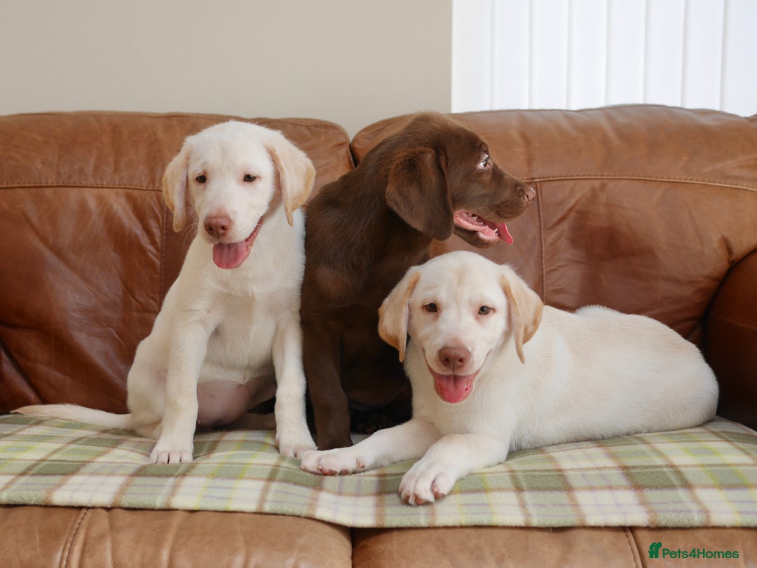 Labrador Retriever dogs for sale: Stunning KC Health Tested Labrador - Image 4