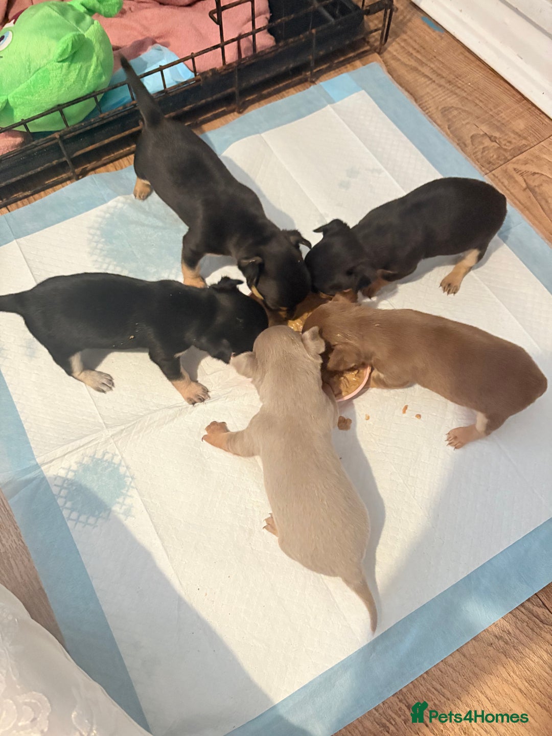 Chihuahua dogs for sale: 2 boys looking for there forever homes - Image 9