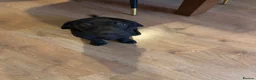Labrador Retriever dogs for sale: KC REG black Labrador puppy  - Advert 5