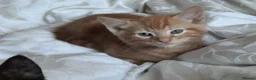 Mixed Breed cats for sale: Domestic playful kittens - Advert 5