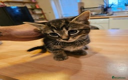Mixed Breed cats for sale: Free kitten - Image 2