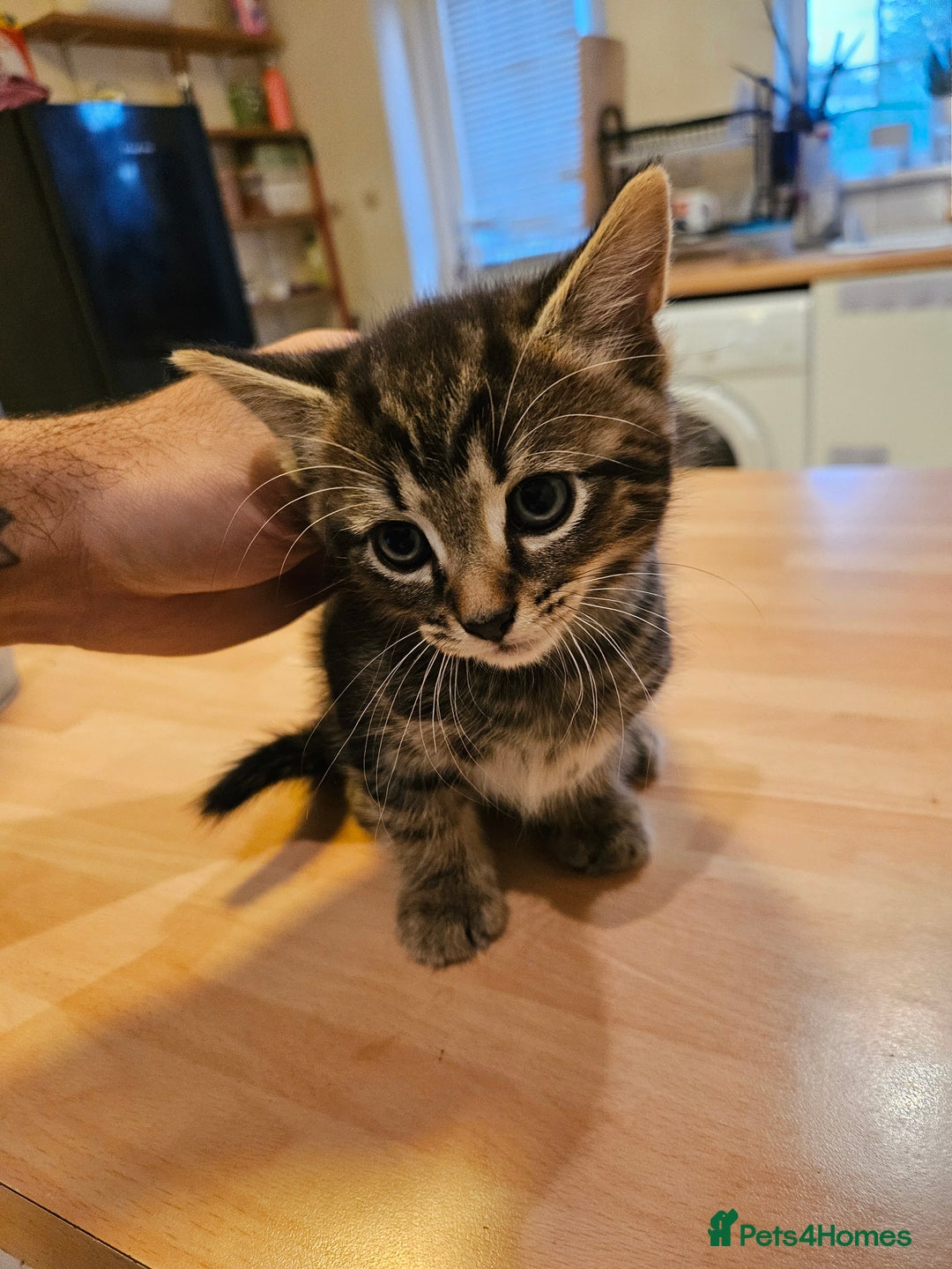 Mixed Breed cats for sale: Free kitten - Image 2