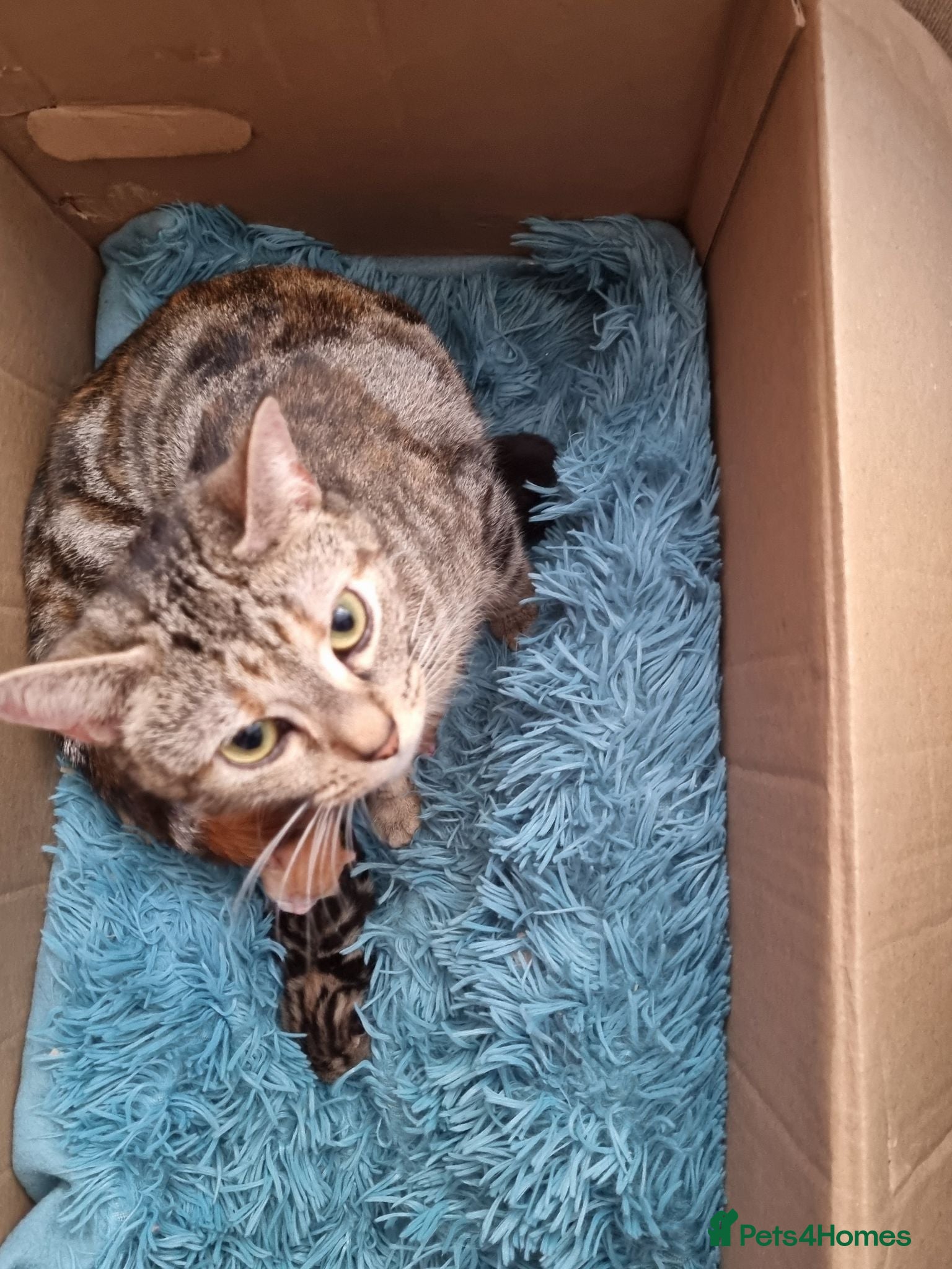 Mixed Breed cats Fudge  - Advert 1