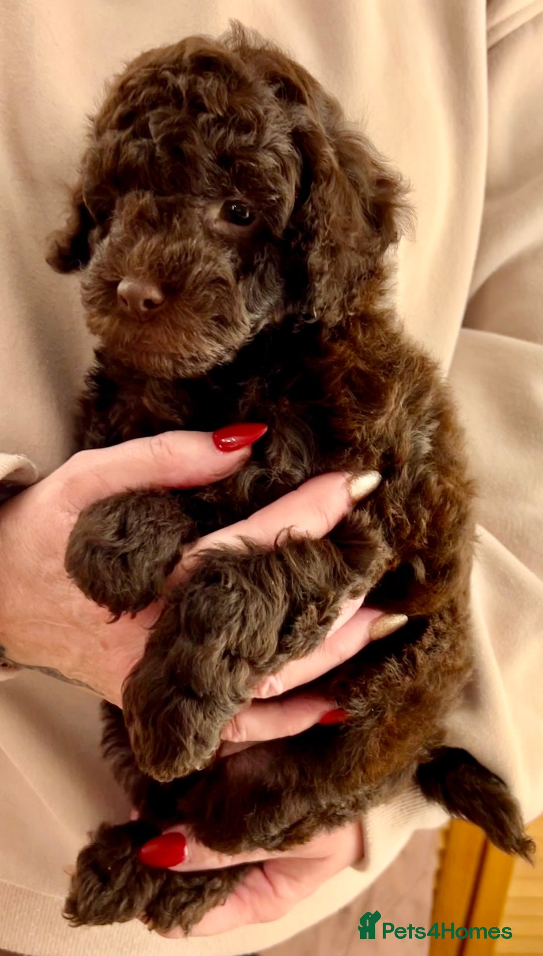 Labradoodle dogs for sale: F1b Labradoodles, Miniature Health tested parents - Advert 12