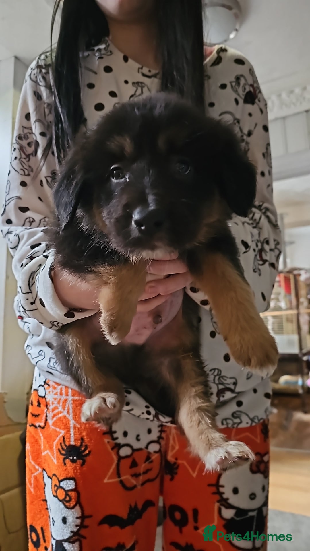 Mixed Breed dogs for sale: Beautiful little bear cubs - Advert 5