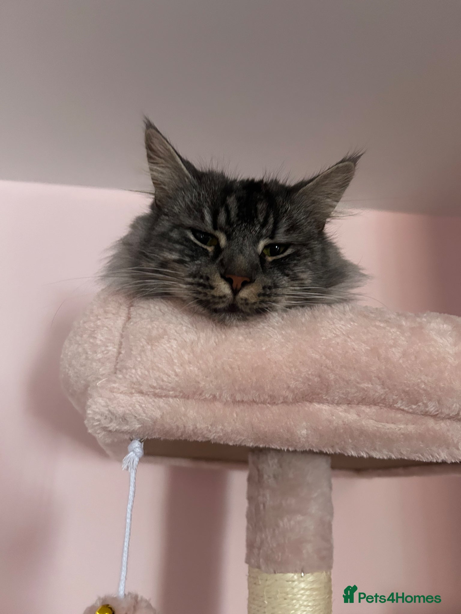 Maine Coon cats Dolly the super duper friendly maine coon! - Advert 1