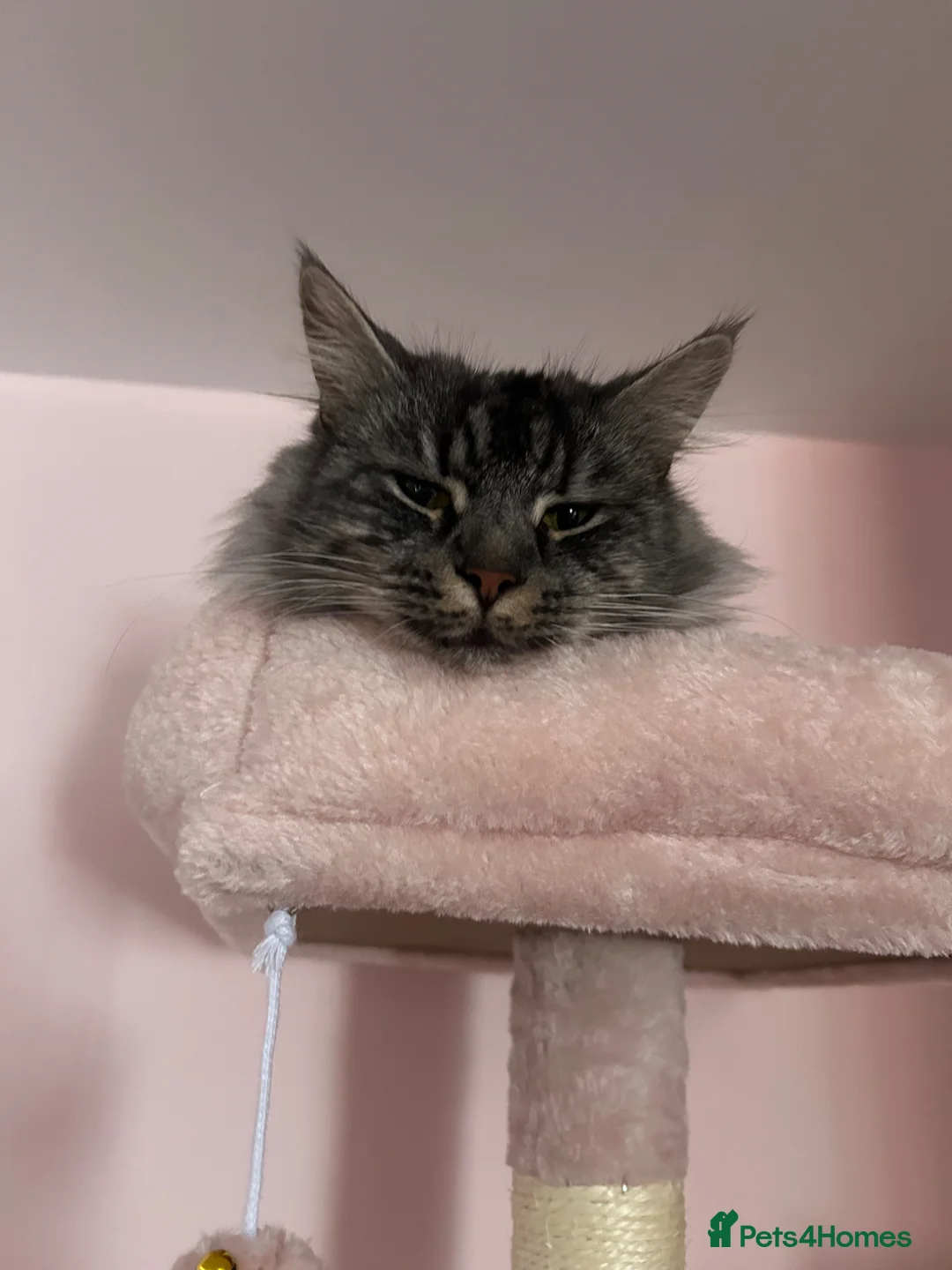 Maine Coon cats for sale: Dolly the super duper friendly maine coon! in Ruislip - Advert 1